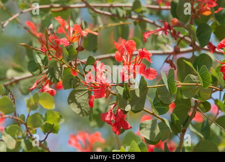 Orchid Tree, Red Bauhinia, Pride of De Kaap, Bauhinia galpinii, in flower;  Kruger National Park, South Africa Stock Photo
