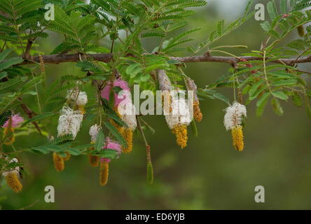 Sickle-bush, Dichrostachys cinerea in flower, Kruger National Park, South Africa Stock Photo