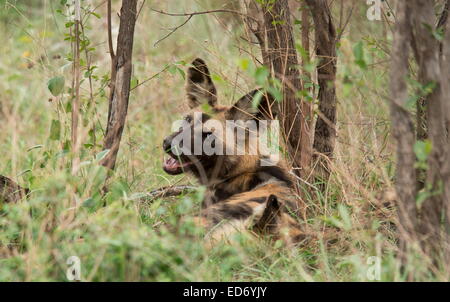 Wild Dog, Lycaon pictus, part of a pack resting after feeding; Kruger National Park, South Africa Stock Photo