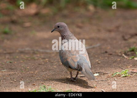 A Laughing dove Spilopelia senegalensis feeding on the ground, Kruger National Park, South Africa Stock Photo