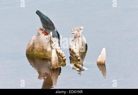 Green-backed Heron, Butorides striata perched on a Hippo skull. Kruger National Park, South Africa Stock Photo