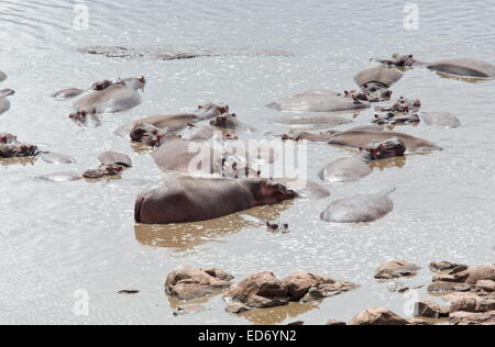 Group of Common hippopotamus, Hippopotamus amphibius, or hippo in a river, Kruger National Park, South Africa Stock Photo