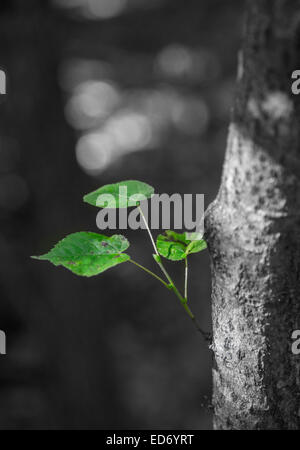 Green leaves sprouting from a tree branch Stock Photo