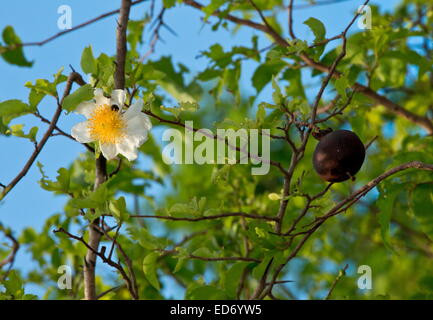 Snuff-box tree, Oncoba spinosa, with flower and fruit in Kruger National Park, South Africa Oncoba spinosa, snuff-box tree, frie Stock Photo
