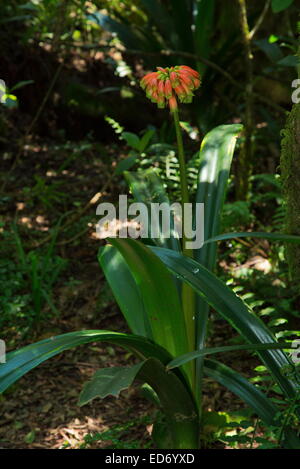 Green-tip forest lily, Clivia nobilis, in cloud forest, northern tip of the Drakensberg Mountains, South Africa