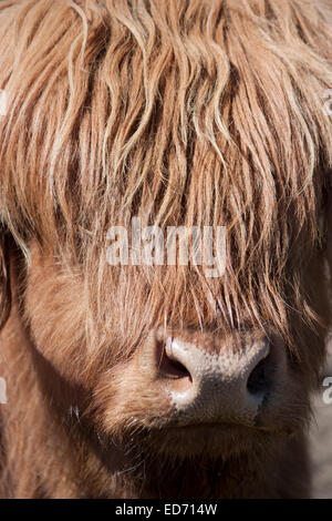 United Kingdom, Scotland, Scottish Highland Cow (Bo Ghaidhealach) Stock Photo