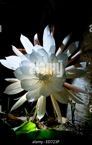 Night blooming flower Cereus cyrus in full bloom Stock Photo