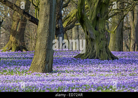 Crocus blooming, Schlosspark, Husum, Schleswig-Holstein, Germany, Europe Stock Photo