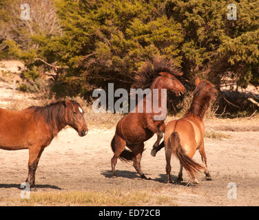 Wild horses fighting Stock Photo