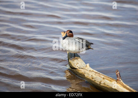 eurasian teal relaxing on a branch Stock Photo