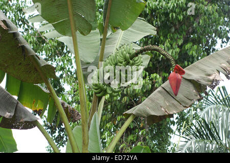 Banana 'tree' showing fruit and inflorescence. Thailand, Southeast Asia. Stock Photo