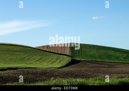 Planted and unplanted wheat fields converge in early summer in the Palouse area of Washington state Stock Photo