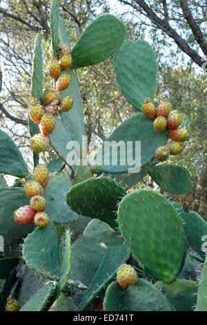 Splendid Prickly Pears - Cactus (Opuntia) fruit growing in Corsica Stock Photo