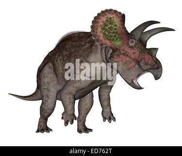 Triceratops dinosaur standing up, white background. Stock Photo