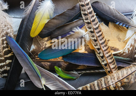 Natural feathers from various birds Stock Photo