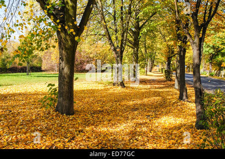 Colorful foliage in the autumnal park Stock Photo