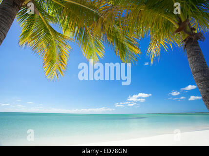 Palm trees on tropical beach in Abaco, Bahamas Stock Photo