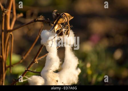 natural cotton bolls in the field ready for harvesting Stock Photo