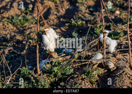 natural cotton bolls in the field ready for harvesting Stock Photo