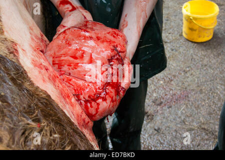 Stitching up a cows uterus after a cesarean calving Stock Photo