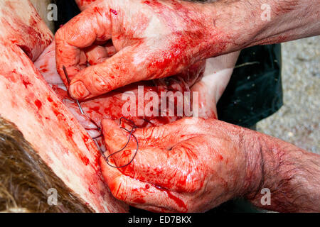 Stitching up a cows uterus after a cesarean calving Stock Photo