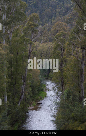 Eucalypt forest right on the water's edge Alpine National Park Victoria Stock Photo