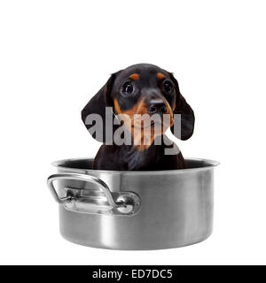 Dachshund puppy sitting inside a saucepan Stock Photo