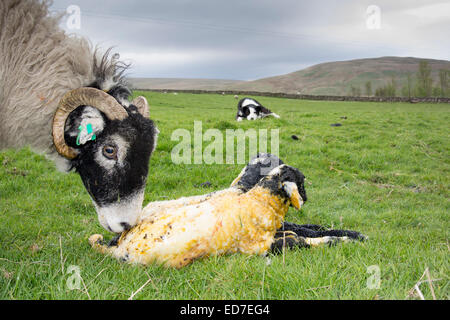 Swaledale ewe licking a pair of newborn lambs as a sheepdog watches on. Cumbria, UK Stock Photo