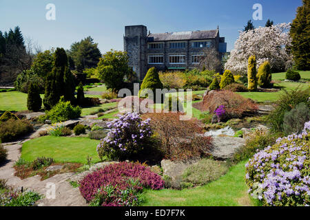 A magnolia tree in full bloom at Kilver Court Gardens in springtime, Shepton Mallet, Somerset, England, UK Stock Photo