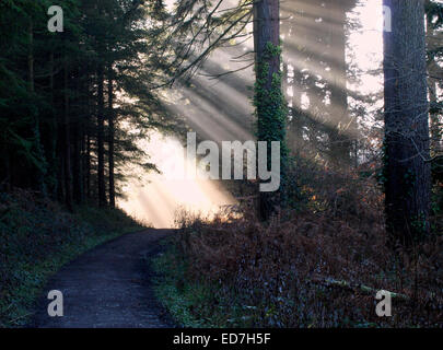 Sun rays through the  trees across a footpath in Bishops Wood, St Breock, Wadebridge, Cornwall, UK Stock Photo
