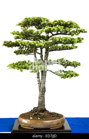 Libanon cedar (Cedrus libanii) as bonsai tree Stock Photo