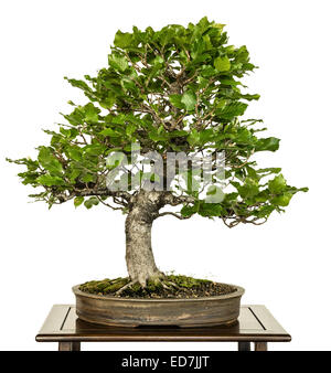 European beech (Fagus sylvatica) as bonsai tree Stock Photo