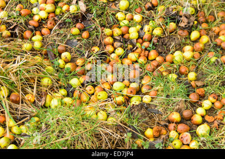 Cider fruit rotting on orchard floor Stock Photo