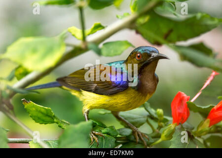 Male brown-throated sunbird feeding on nectar from on a hibiscus flower Stock Photo