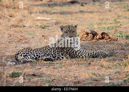 African leopard stretching out on the ground near Elephant droppings as it hunts in the bush in Botswana