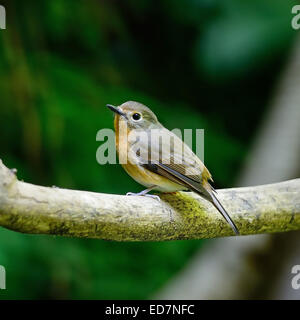 Little brown bird, female Hill Blue Flycatcher (Cyornis banyumas), standing on the log, back profile Stock Photo