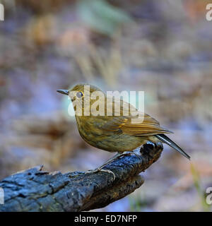 Colorful brown bird, female White-tailed Robin (Myiomela leucura), standing on the rock, side profile Stock Photo