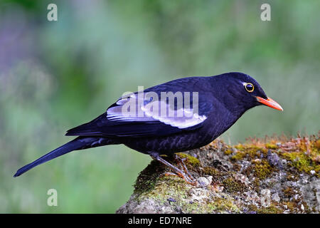 Beautiful black bird, male Grey-winged Blackbird (Turdus boulboul), standing on the rock, side profile Stock Photo