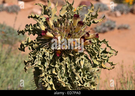 flowering Halfmens Plant Pachypodium namaquanum Stock Photo