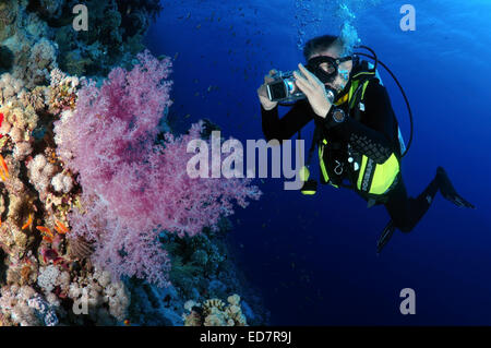 Diver photographing coral reef,  Red Sea, Egypt, Africa Stock Photo