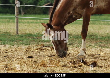 horses eating grass Stock Photo