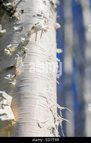 Beautiful birch trees in winter. Stock Photo