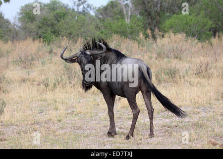 Blue wildebeest bull in Botswana Stock Photo