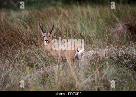 Common ( Southern ) Reedbuck ram in marshy grassland in Botswana Stock Photo