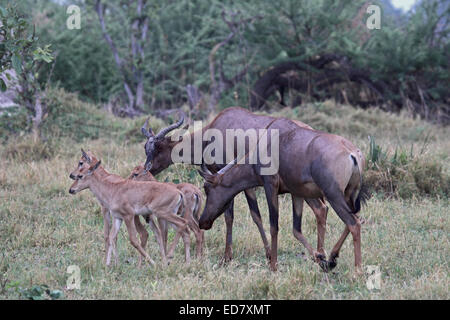 Tsessebe cows with their calves in open savanna woodland in Botswana Stock Photo