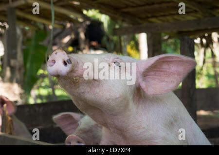 Melanesia, Solomon Islands, Guadalcanal Island, capital city of Honiara. Kakabona Cultural Village. Pigs in pen. Stock Photo