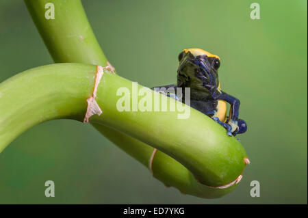 Citronella Dart Frog on a curly stem Stock Photo