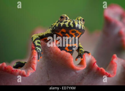 Fire-bellied Toad peering over orange leaf Stock Photo