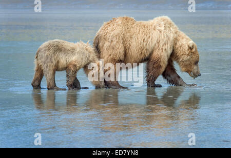 Brown Bear sow and cub clamming on mud flats Stock Photo