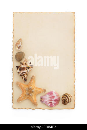 seashell and sea concept isolated on white background Stock Photo